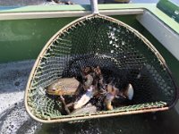 Zarybňování Litavky (21)